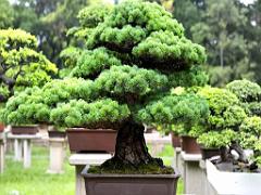149 BONZAI A MAULEVRIER 2016_000012